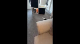 Cat plays with urn in Chesterfield