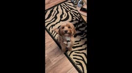 Exclusive- Smiling Labradoodle charms the internet!