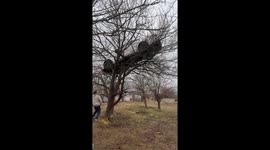 Car mysteriously found hanging on tree in Rostov-on-Don, Russia