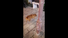 Dog successfully jumps wide puddle in Yunnan, China