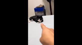 Black cat sheriff: playful moment with cat in Guangxi