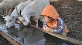 Child almost drinks water meant for goats