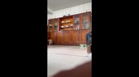 Family teams up to catch a rat in Timon, Maranhão, Brazil