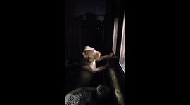 Dog shuts window when owner wants it open in Sheffield, England, UK