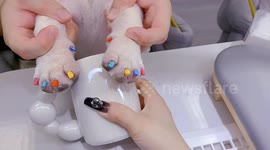 Bulldog receives bright manicure in Jiangsu, China