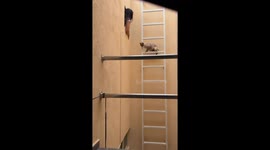 Woman's attempt to rescue cat ends in unexpected fall in Mexico