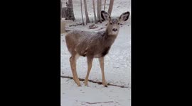 Snowfall in Evergreen with a deer nearby