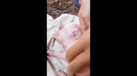 Piglet with face like a human baby born at a farm in the Philippines