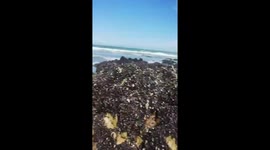 Octopus gives birth on rocky shore in Las Grutas, Argentina