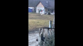 Pet pig excitedly responds to owner's call in Cluj-Napoca, Romania