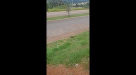 Family Pup Rolls Off Trail