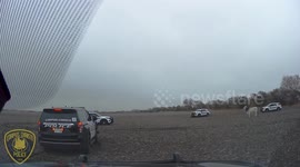 US: Cattle Chaos on Saratoga Blvd as Officers Rescue 5 Cows and a Bull