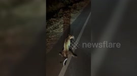 India: Leopard struck by speeding vehicle on National Highway