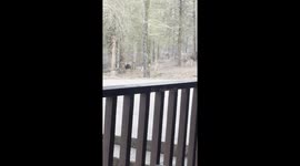 Momma White Tail Deer and her less than 1yr old twins