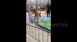 Lion launches vicious attack on handler during circus performance in China