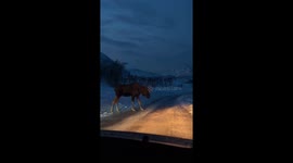 Deer crosses slippery road in Kvaløya, Tromsø Municipality