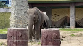 Elephant throws dirt on itself at Johor Bahru zoo in Malaysia
