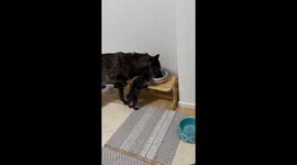 Kitten tries to drink from dog's bowl in Osaka, Japan