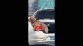 Dog spotted in car trunk during drive in Sichuan, China