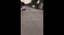 Dog runs away with plastic bag in Palma Sola, Mexico