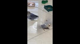 Bird spins and flaps wings after being fed in Jiangsu, China
