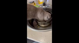 Cat climbs into pot of warm water to stay warm in Biysk, Russia