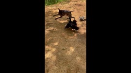 Dog hilariously chased by ducks in Maryville, USA