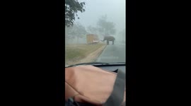 Elephant moves past vehicle on road in Bandipura Forest, Karnataka