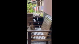 Kid calls out for monkey in Pontianak, West Kalimantan, Indonesia
