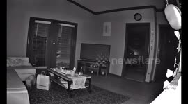 Cat gets head stuck in bag handle, causes mess in Richmond, USA