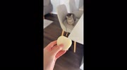 temp