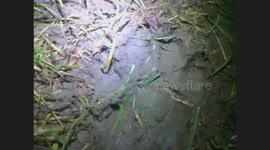 Big Cat Foot prints found in Buckinhamshire countryside near m40 motorway