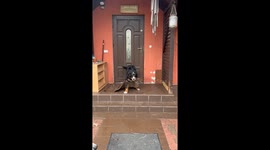 Dog struggles to free itself from torn rug in Malbork