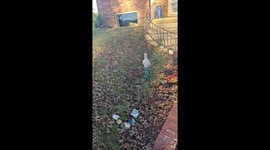 Hen attacks dog in USA