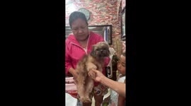 Dog shows respect in Filipino way in Marilao, Bulacan, Philippines