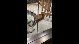 Capybara stuck in wooden gate rescued by keeper in Jiangsu, China