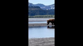 Facing the charge: a professional bear guide's bold encounter in Alaska's wilderness