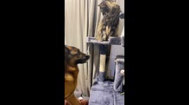 Funny fight between a German Shepherd and his friend cat!