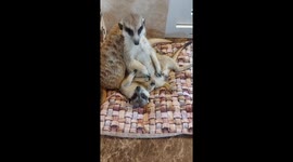 Meerkats found a comfortable place to sit on their friend!