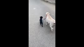 Labrador walks his puppy on a leash. Cute video!