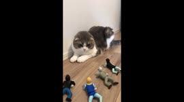 Cat Negi Scottish Fold breed surrounded by toy soldiers!