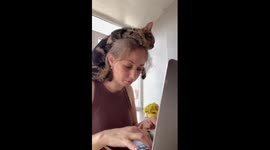 The cat rests on the head of the girl when she works!