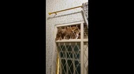 16 cats are funny sitting on the window and watching something!