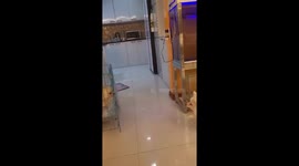 The Pomeranian always enters the cage before barking!