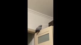 Parrot Jaco amusingly parodies the laughter of a girl!