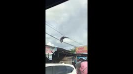 Orangutan seen walking along power lines in Indonesia