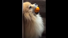 If Ball Shaped Why Not Ball