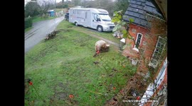 Shocking CCTV shows rogue pigs raiding properties in sleepy village