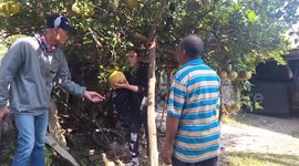 Locals stunned by giant lemons the size of a child's head