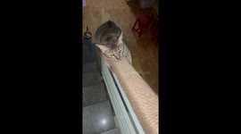 Oh! You might be imagining this chubby cat is training to become agent 007? But no! the cat is training to lose weigh